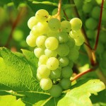 grapes-276070_1920