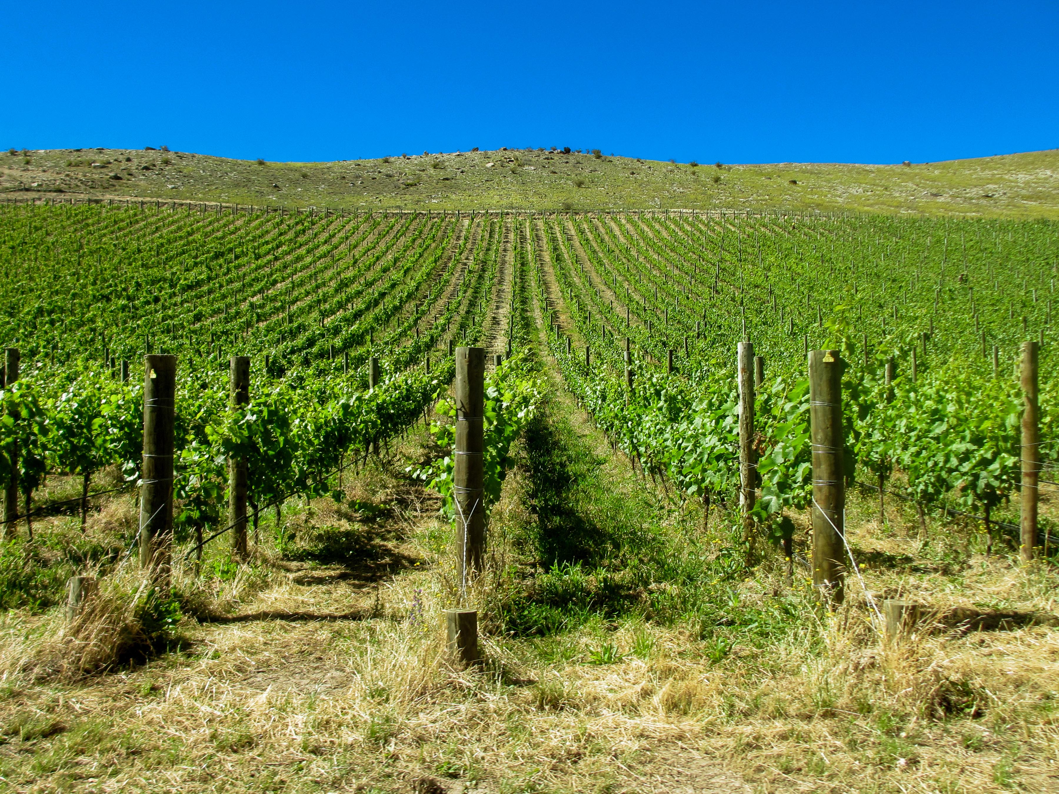 Central Otago New Zealand Wines