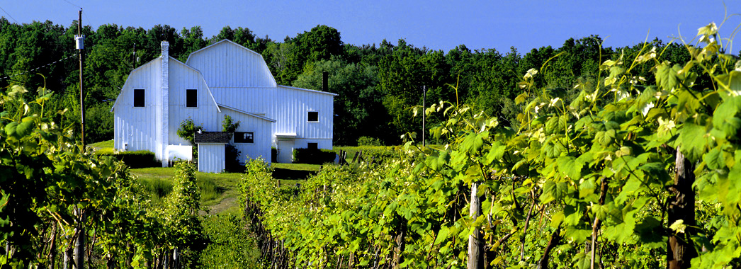 Vineyard and building of the Taylor Wine Company on the western side of Lake Keuka New York USA Finger Lakes