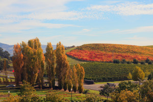 Napa Valley Wine Tour California USA