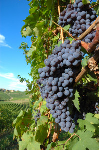 Nebbiolo Grape Red Wine Buy Bangkok Thailand Barolo Pio Cesare Nebbiolo Piedmont Italy
