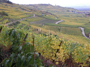 Alsace France White wine vineyards