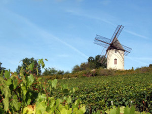 burgundy vineyards france wine