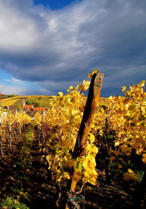 Alsace France White wine vineyards