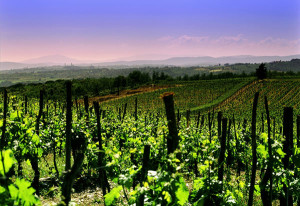Franciacorta Brescia Bellavista wine Lombardy Italy