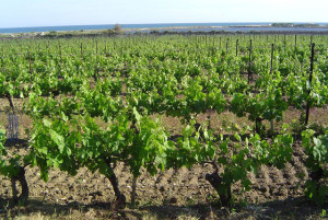 vineyards wine france