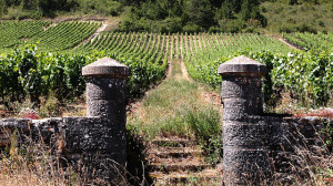 vineyards bourgogne burgundy france whs unesco