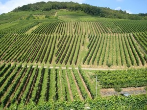 wine production vineyards