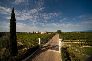 zenato winery vineyards veneto italy