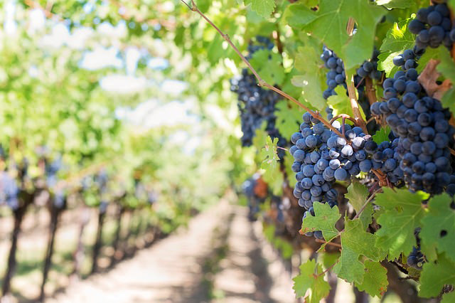 grape vineyard harvest 2015