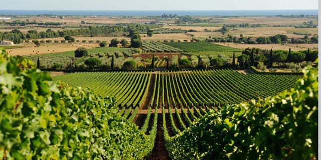 monteverro vineyards winery vines tuscany