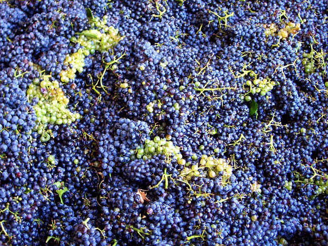 red grapes harvest