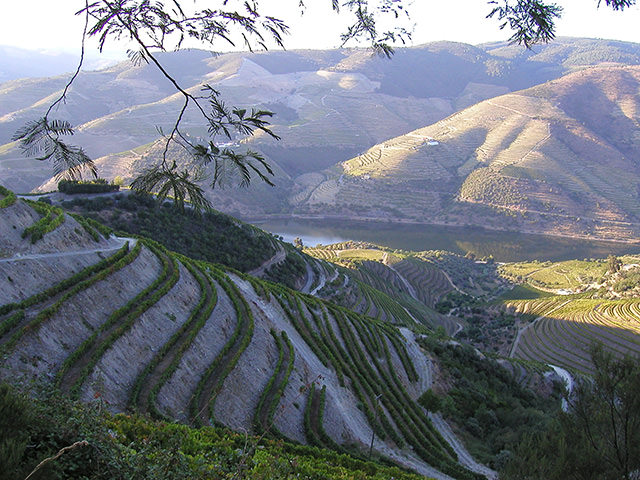 vineyard portugal hills