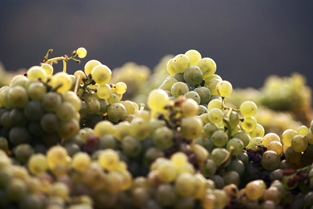 wine white grapes