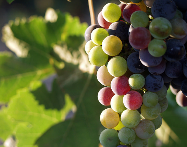 grapes with sunlight