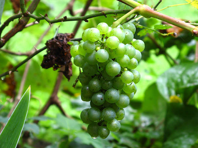 green grapes not ready