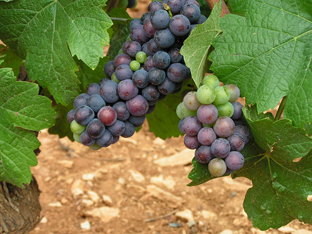 pinot noir organic wines