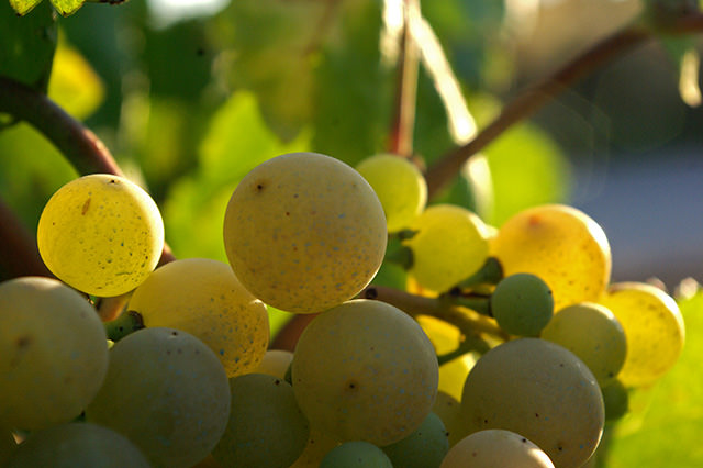 Xarel-lo Spanish Cava wine grapes